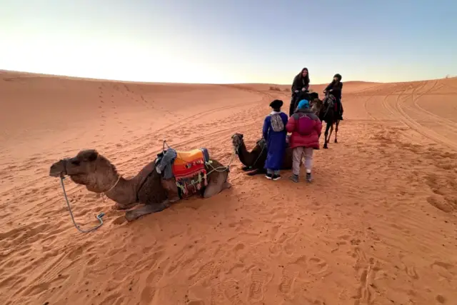 Dromedarios descansando al alba al lado de las jaimas, en las dunas de Merzouga